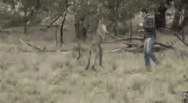 jacked kangaroo gif