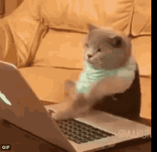 Cat Typing.gif